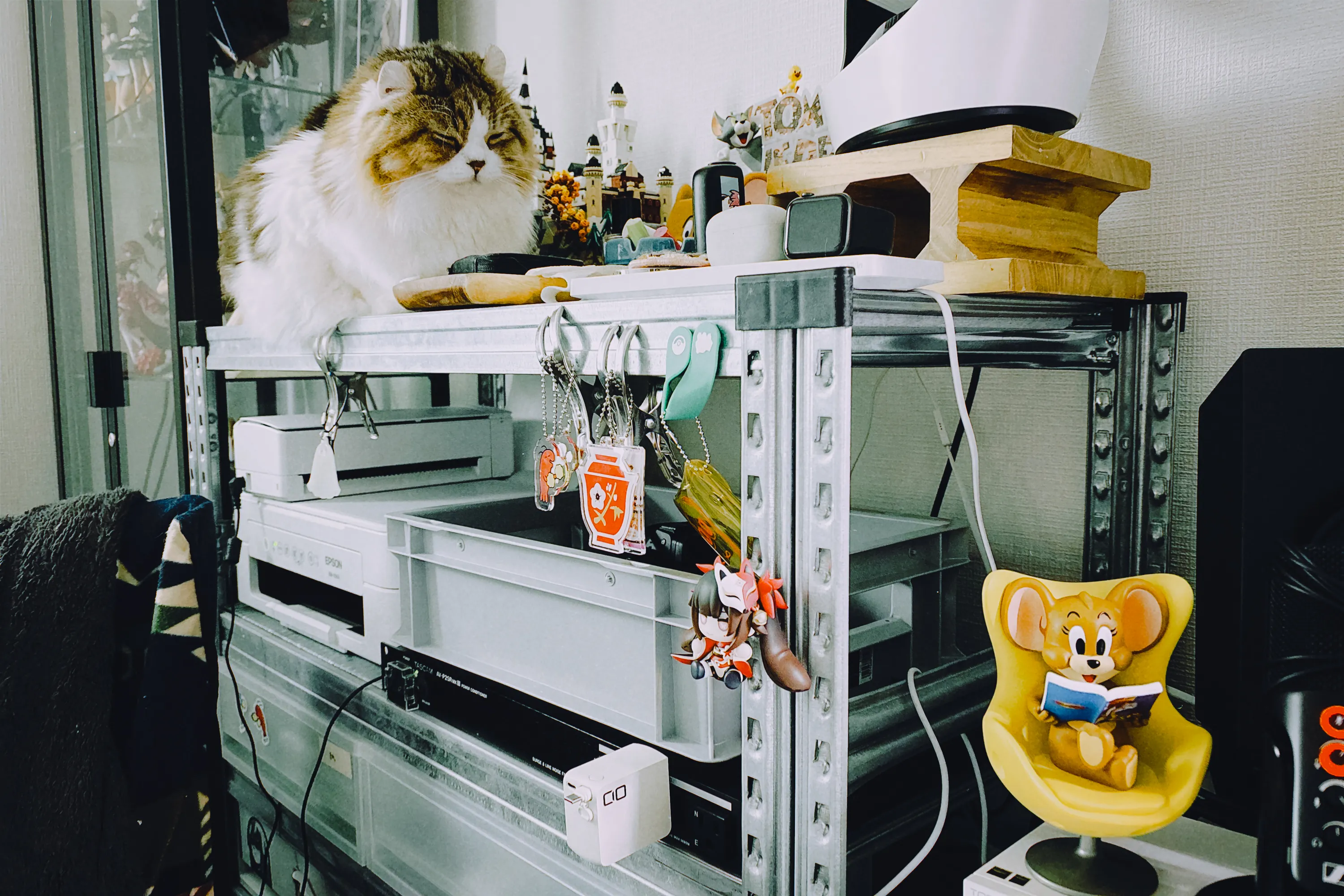2026 — 01 — 04に撮影したあおの写真